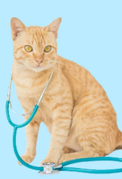 Cat with Stethoscope - Light Blue BG